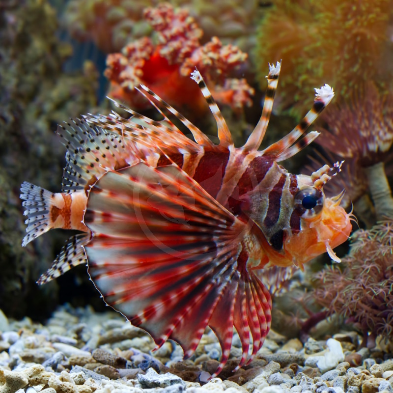LIONFISH DWARF ZEBRA Dendrochirus Zebra.jpg A brightly colored lionfish with long, striped fins and spines swims near coral and rocks in an aquarium. Its fins are red, white, and brown with bold patterns, and the background features various corals.