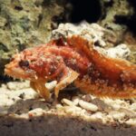 A reddish-brown, spiny stonefish with textured skin camouflages itself against a sandy and rocky underwater background. Its body blends well with the surrounding coral and pebbles.