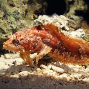 A reddish-brown, spiny stonefish with textured skin camouflages itself against a sandy and rocky underwater background. Its body blends well with the surrounding coral and pebbles.
