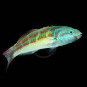 A colorful fish with vibrant green, red, yellow, and blue stripes swims against a black background.