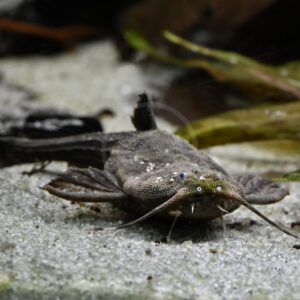 A close-up of a banjo catfish resting on sandy substrate, showing its flattened, mottled brown body, wide pectoral fins, and long whisker-like barbels, with leaves blurred in the background.