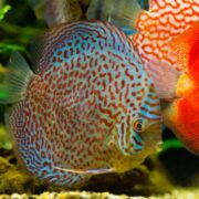 A close-up of a vibrant discus fish with a round body, blue and red wavy patterns, and a yellow face, swimming near another brightly colored fish in an aquarium.