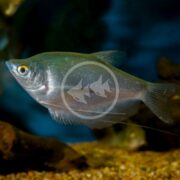 A silvery, oval-shaped fish with a pointed head and long, thin ventral fins swims near the gravel-covered bottom of an aquarium decorated with rocks.