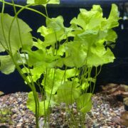 MISC BEG - TAIWAN LILY Nymphoides hydrophylla features long stems and wavy leaves that thrive in aquarium gravel, with a dark background enhancing their bright green color.