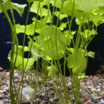 Bright green MISC BEG - TAIWAN LILY Nymphoides hydrophylla with round leaves emerge from gravel, with a cluster of small clear bubbles at their base, all set against a dark backdrop for an underwater look.
