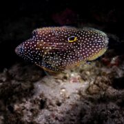 A marine fish with dark brown body, white spots, and yellow markings swims near the ocean floor above rocks. The fish has a distinctive eyespot near its fin and appears to be illuminated in dark water.