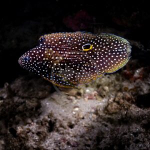 A marine fish with dark brown body, white spots, and yellow markings swims near the ocean floor above rocks. The fish has a distinctive eyespot near its fin and appears to be illuminated in dark water.