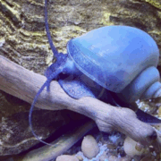 A large blue snail with long antennae crawls over a piece of driftwood inside an aquarium, with rocks and a textured background visible.