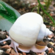 A white snail with a smooth, rounded shell crawls on multicolored gravel, with green aquatic plants in the background.
