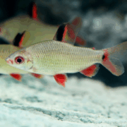 A small silver fish with red-tipped fins and tail swims near a light-colored rock underwater, with another similar fish in the blurred background.