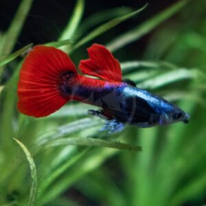 A guppy fish with a vibrant red tail and dorsal fin swims among green aquatic plants in a freshwater aquarium.