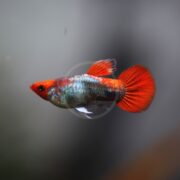 A small fish with a vibrant orange-red tail, fins, and head, and a metallic blue-green body, swimming against a blurred gray background.