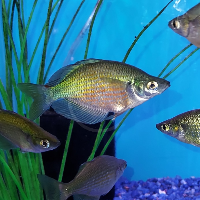 RAINBOW EMERALD Glossolepis Wanamensis 1.jpg Several colorful fish swim in a blue-lit aquarium with tall green plants and purple gravel visible on the bottom. The fish have shiny, iridescent scales and are swimming in different directions.