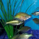 Several shiny silver and yellow fish swim near green aquatic plants in a clear blue aquarium with gravel at the bottom.