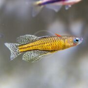 A close-up of a small, yellow and black spotted fish with long, delicate fins swimming in clear water against a blurred light background.