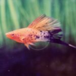 An orange and black spotted swordtail fish swims in an aquarium with a green, plant-like background. Its long tail fin is extended behind it.