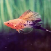 An orange and black spotted swordtail fish swims in an aquarium with a green, plant-like background. Its long tail fin is extended behind it.