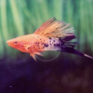 An orange and black spotted swordtail fish swims in an aquarium with a green, plant-like background. Its long tail fin is extended behind it.