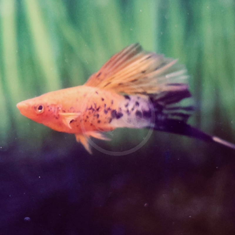 SWORDTAIL HI FIN SANKE TRICOLOR KOI Xiphophorous Hellerii 1.jpeg An orange and black spotted swordtail fish swims in an aquarium with a green, plant-like background. Its long tail fin is extended behind it.