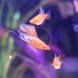 Four orange and black speckled fish swim in a brightly lit aquarium with a purple background and green aquatic plants blurred in the distance.