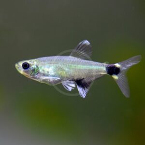 A small silvery fish with a dark spot near its tail and a streamlined body swims against a blurred green background.
