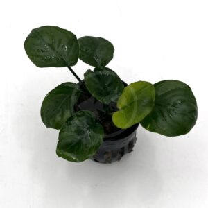 A small potted plant with round, glossy green leaves sits on a white background. The leaves are broad and some have droplets of water on them.