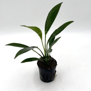 A small green aquatic plant with long, narrow leaves is growing in a black plastic pot with slits, set against a plain white background.