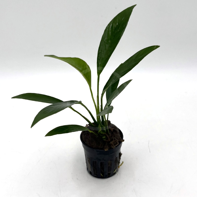ANUBIAS GLABRA Anubias Glabra.jpg A small green aquatic plant with long, narrow leaves is growing in a black plastic pot with slits, set against a plain white background.