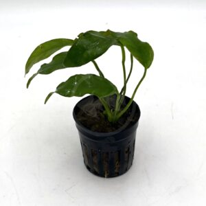 A small green plant with several leaves is growing in a black plastic pot with vertical slits, set against a plain white background.
