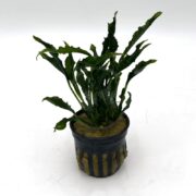 A small green aquatic plant with narrow, wavy leaves grows in a black plastic pot filled with rock wool, set against a plain white background.