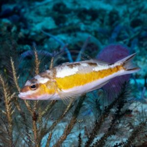A yellow and white fish with a striped pattern swims near underwater plants and coral, surrounded by a blue ocean background.