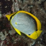 A yellow, black, and white striped butterflyfish swims near a coral reef. The fish has a distinct black eye stripe and yellow fins, with a white body featuring horizontal black lines.