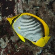 A yellow, black, and white striped butterflyfish swims near a coral reef. The fish has a distinct black eye stripe and yellow fins, with a white body featuring horizontal black lines.