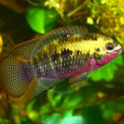 A colorful tropical fish with a yellow and black pattern on its head and upper body, pinkish underbelly, and blue-spotted fins swims in a lush green aquatic environment.