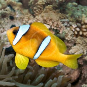 A vibrant yellow clownfish with two white bands swims near coral and sea anemones in a marine environment.