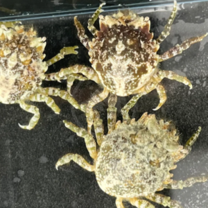 Three mottled green and brown crabs are clustered together on a wet, dark surface near the edge of a glass container. Their textured shells and legs are covered in small bumps and patterns.