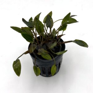 A small aquatic plant with green, elongated leaves growing in a black plastic pot with slits, set against a plain white background.