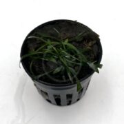 A small aquatic plant with long, narrow green leaves grows in a black plastic pot filled with moist substrate, set against a white background.