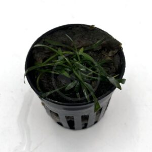 A small aquatic plant with long, narrow green leaves grows in a black plastic pot filled with moist substrate, set against a white background.