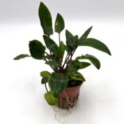A small potted aquatic plant with dark green, lance-shaped leaves and purple stems. Some roots are visible below the pot, which has slits for water flow. The background is plain white.