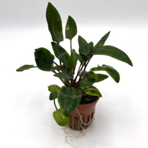 A small potted aquatic plant with dark green, lance-shaped leaves and purple stems. Some roots are visible below the pot, which has slits for water flow. The background is plain white.