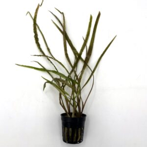 A green aquatic plant with long, narrow, wavy leaves growing from a black plastic pot, displayed against a plain white background.