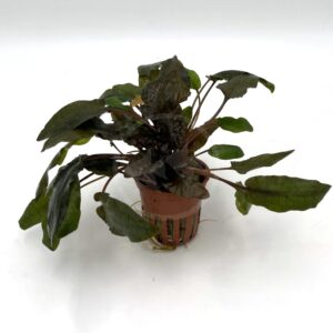 A potted aquatic plant with broad, dark green leaves spreading out from the center, displayed in a small brown plastic pot against a plain white background.