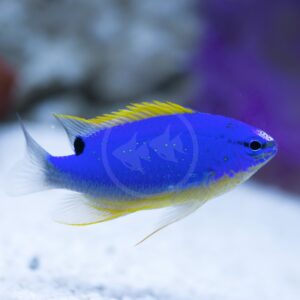 A vibrant blue fish with yellow-tipped fins swims above a white sandy substrate, with a blurred purple and white aquatic background.
