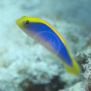 A small fish with a bright yellow head and back, a blue body, and a yellow stripe running from its head to its tail swims near a rocky, blurred underwater background.