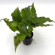 A small potted plant with long, pointed green leaves that have wavy edges and some brown spots. The plant sits in a black plastic pot on a white background.