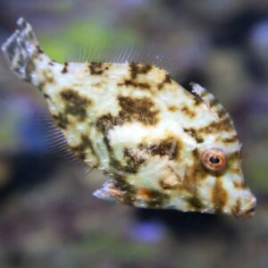 Close-up of a small, flat fish with a mottled brown and tan pattern, spiky fins, and a round eye, swimming in front of a blurred underwater background.