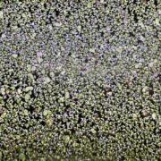A dense layer of tiny green and purple aquatic plants floats on the surface of water, creating a textured, mottled pattern. The plants vary in size and color, forming a natural, organic mosaic.