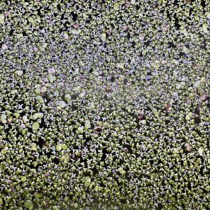 A dense layer of tiny green and purple aquatic plants floats on the surface of water, creating a textured, mottled pattern. The plants vary in size and color, forming a natural, organic mosaic.
