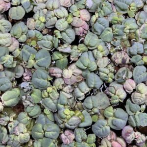 A close-up view of many floating green and pinkish aquatic plants with rounded leaves clustered together on the surface of water.